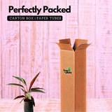 Calathea Stromanthe Triostar - Live Plant (Home & Garden)