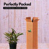 Calathea Rufibarba- Live Plant (Home & Garden)