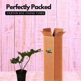 Philodendron Selloum Green - Live Plant (Home & Garden)