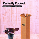 Calathea Roseopicta ƒ??Dottieƒ?? - Live Plant (Home & Garden)