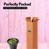 Red Tip Laxmi Kamal (Lakshmi Kamal) - Sempervivum Live Plant