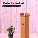 Graptosedum Succulent Live Plant