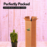 Cereus Fairy Castle Cactus Live Plant in 4 Inch Pot