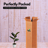 Green Rubber Plant, Ficus elastica - Live Plant (Home & Garden)