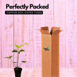 Philodendron Goeldi (Thaumatophyllum Spruceanum) - Live Plant In 5 Inch Pot (Home & Garden)