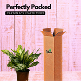 Aglaonema Snow White (Big) (Aglaonema Costatum) - Live Plant (Home & Garden)