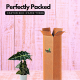 Alocasia Polly / African Mask / Elephant Ear (Alocasia x amazonica 'Polly') - Live Plant (Home & Garden)