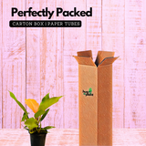 Philodendron "Prince Of Orange" - Live Plant in 5Inch Pot (Home & Graden)