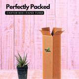 Zebra Haworthia | Haworthia Fasciata - Succulent Live Plant (Home & Garden)