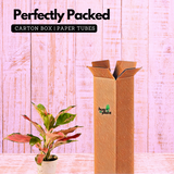 Aglaonema Thailand Red- Live Plant In Pot (Home & Garden)