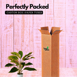 Aglaonema Pink Aurora - Live Plant in Small Pot