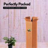 Calathea Makoyana - Live Plant (Home & Garden)