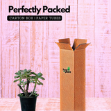 Graptopetalum Paraguayense - Ghost Plant Succulent Live Plant