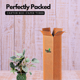 Peperomia Metallic- Live Plant (Home & Garden)