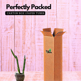 Pencil Cactus / Senecio stapeliiformis/Kleinia stapeliiformis Succulent Live Plant