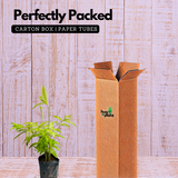 Dracaena Golden Milky / Milky Bamboo In Poly Bag (Home & Garden)