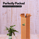 Hydro Calathea / Water Calathea - Live Plant (Home & Garden)