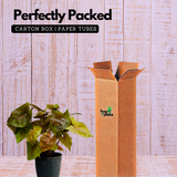 Syngonium Red Plum Plant (Pink veins) - Live Plant