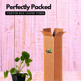 Chinese Money Plant (Pilea peperomioides) - Live Plant (Home & Garden)