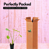 Monstera Deliciosa - Live Plant (Home & Garden)