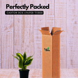 Sansevieria Crooked / Snake Plant (Dracaena trifasciata)- Live Plant in 4inch pot (Home & Garden)