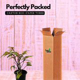 Angel Wing Begonia - Live Plant (Home & Garden)