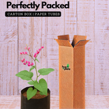 Coral Vine Pink / Antigonon pink Live Plant (Home & Garden)