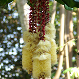 Cut Nut Fruit (Barringtonia Edulis) Seedling Fruit Plant (Home & Garden Plants)