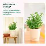 Jade Plant (Crassula Ovata) Good Luck Live Succulent | Low Maintenance Plant for Office Desk & Home Décor | Natural Air Purifier in Stylish Self-Watering Pot (Pot Colour May Vary)