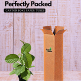 Akashavellari Live Plant (Home & Garden)