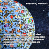 Gulmohar (Delonix regia) | Seed Balls