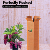 Medinilla plant(Medinilla magnifica)(Home & Garden)