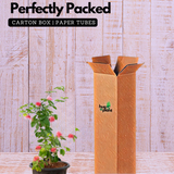 Powder Puff Red /Caliandra Red Live Plant (Home & Garden)