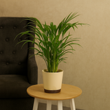Areca Palm (Dypsis lutescens) | Air Purifying Natural Live Plant in Self Watering Pot | Indoor Outdoor Plant for Home & Office Décor (Pot Colour May Vary)