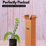 Seetharmudi / Arbudhanashini Live Plant (Home & Garden)