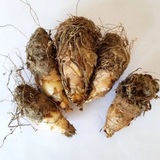 Rajnigandha, Tuberose (Single Petal) Rhizome 10 Nos