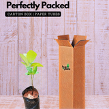 EVIARC The Sweetest Jackfruit Plant Budded Fruit Plant (Home & Garden Plants)