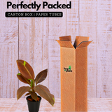 Ornamental Red banana Live Plant (Home & Garden)