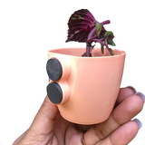 Hug A Plant Valencia Mixed Magnet Plastic Pot to Create Vibrant Spaces