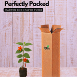 Idampiri valampiri (Helicteres isora) Live Plant (Home & Garden)