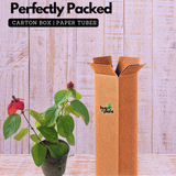 Mussaenda Red Mussaenda erythrophylla Live Plant(Home & Garden)