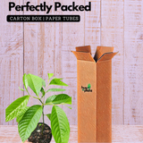 Langi Langi Plant(Cananga odorata)Live Plant(Home & Garden)