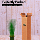 Pencil Grass(Juncus effusus) Live Plant (Home & Garden)