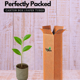 Congea Tomentosa Live Plant (Home & Garden)