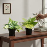 Combo of 2 Live Plants | Money Plant Golden & Philodendron Oxycardium Brasil | Perfect Indoor Ideal for Home, Office & Gifting