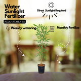 Tabebuia Argentea (Silver Trumpet Tree) Avenue Trees Live Plant (Home & Garden)