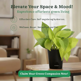 Golden Money Plant, Golden Pothos (Epipremnum Aureum) In Self-watering Pot | Live Indoor Plant for Positive Vibes | Air-Purifying & Decorative Plant for Home and Office (Pot Colour May Vary)