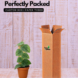 Monstera Dubia Plant Live Plant(Home & Garden)