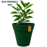 Rome Eco Series for Home & Garden (Pack of 1)