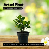 Hing Plant (Asafoetida)Gardenia Gummifera Live Plant (Home & Garden)